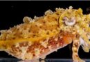 How Do Cuttlefish Hide?