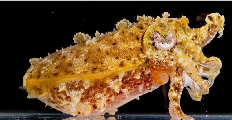 How Do Cuttlefish Hide?