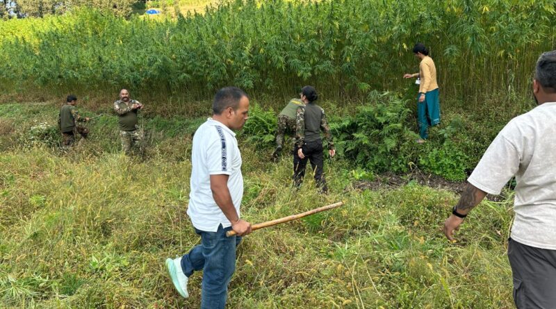 चमोली पुलिस ने नष्ट की 70 नाली से अधिक क्षेत्र में भांग की खेती 
