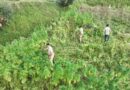 देवाल के तोरती क्षेत्र में 90 नाली भांग की अवैध खेती नष्ट, दो दिन में 160 नाली पर कार्रवाई
