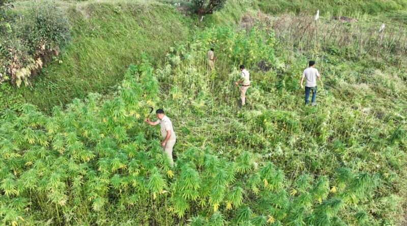 देवाल के तोरती क्षेत्र में 90 नाली भांग की अवैध खेती नष्ट, दो दिन में 160 नाली पर कार्रवाई