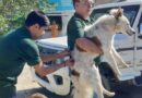 गौचर में आवारा कुत्तों का टीकाकरण शुरू, अब तक 60 कुत्तों को लगे