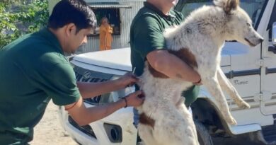 गौचर में आवारा कुत्तों का टीकाकरण शुरू, अब तक 60 कुत्तों को लगे गौचर में आवारा कुत्तों का टीकाकरण शुरू, अब तक 60 कुत्तों को लगे