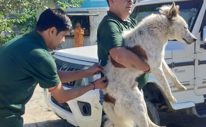 गौचर में आवारा कुत्तों का टीकाकरण शुरू, अब तक 60 कुत्तों को लगे