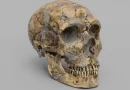 What Happened to the Neanderthals?