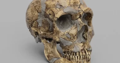 What Happened to the Neanderthals?