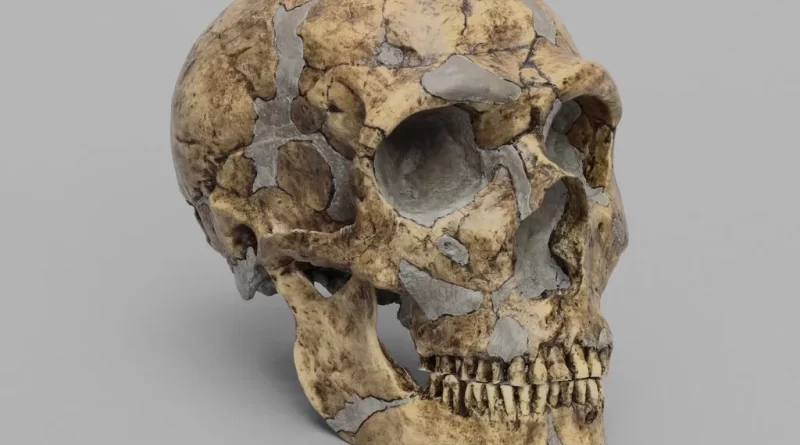 What Happened to the Neanderthals?