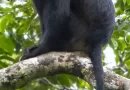 Scientists have discovered a new species of monkey. Here’s what makes it special.