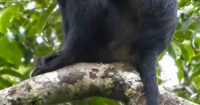 Scientists have discovered a new species of monkey. Here’s what makes it special.