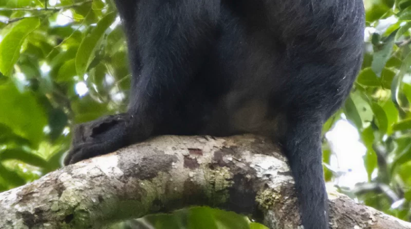 Scientists have discovered a new species of monkey. Here’s what makes it special.