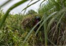 El Niño Threatens Global Sugar Supply