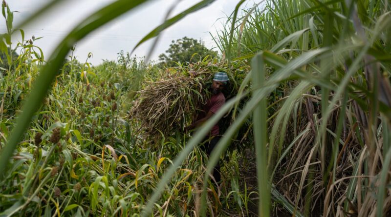 El Niño Threatens Global Sugar Supply